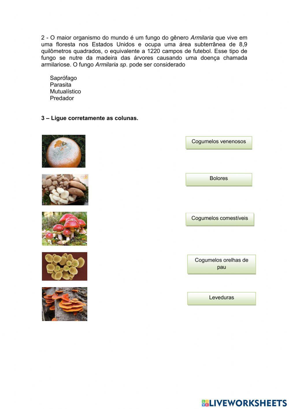 Classificação e modo de vida dos fungos