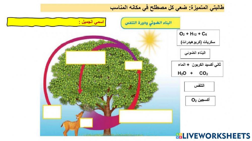 البناء الضوئي ودورة التنفس
