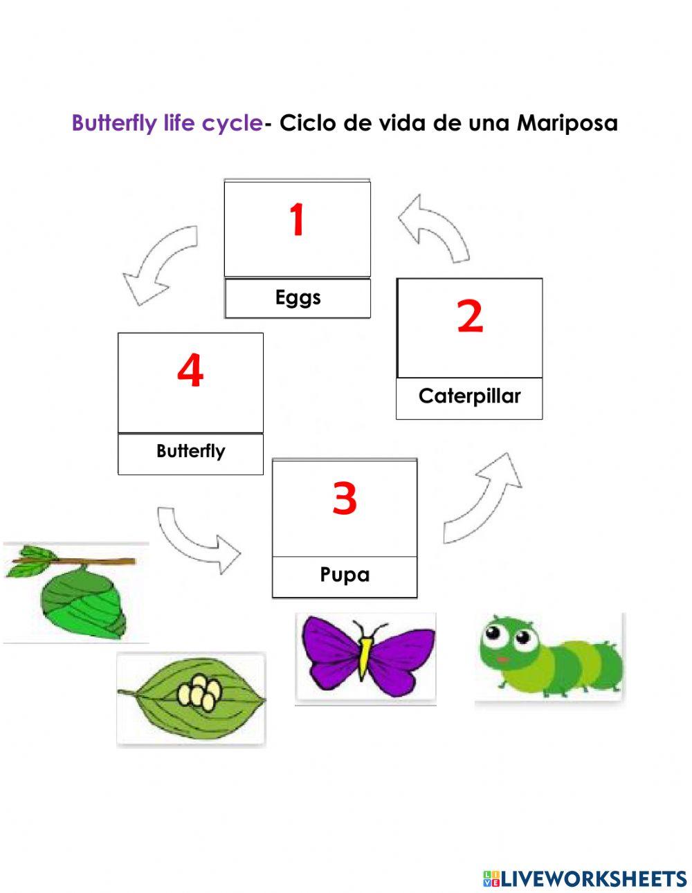 Frog and Butterfly life cycle