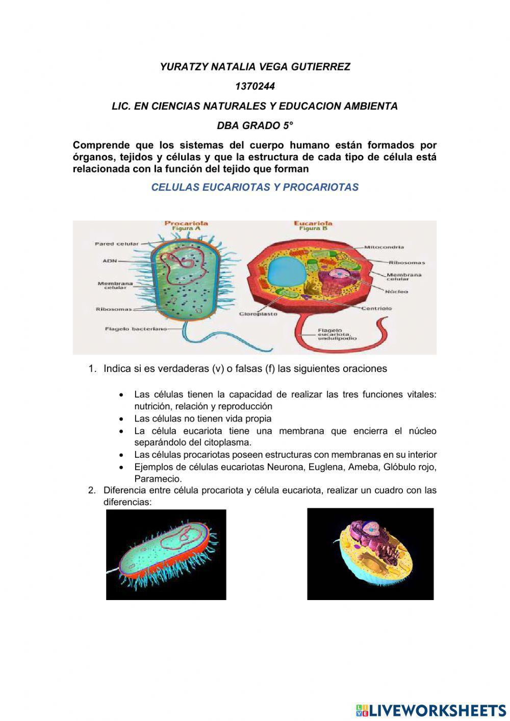 Celulas eucariotas y procariotas