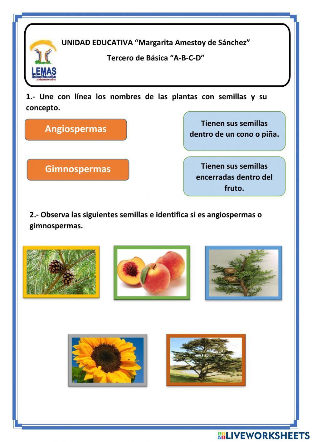 Las plantas con semillas