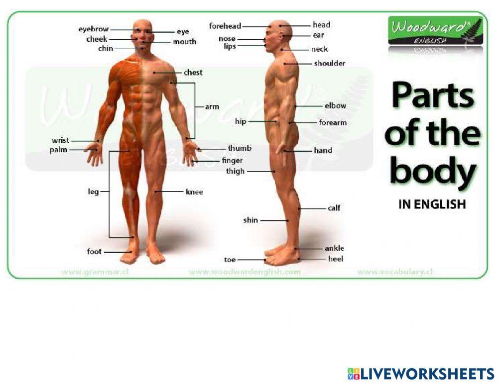 Parts of the body