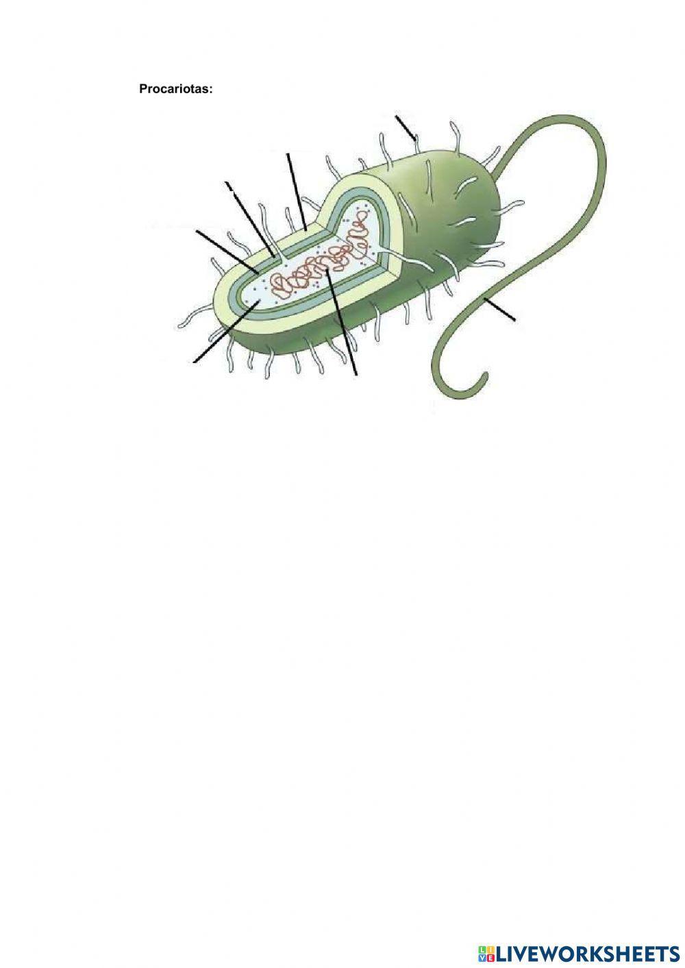 Celulas eucariota y procariota