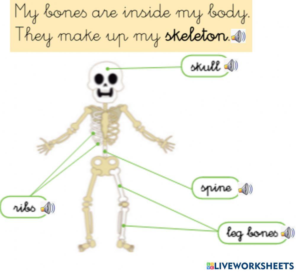 Skeleton and bones