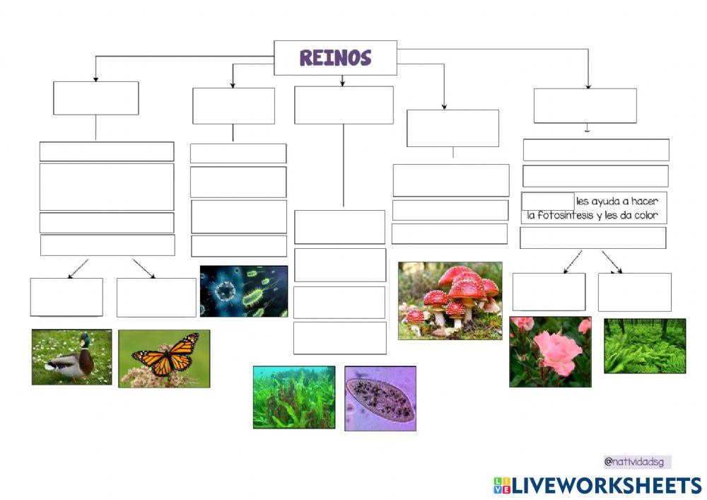 Reinos de los seres vivos