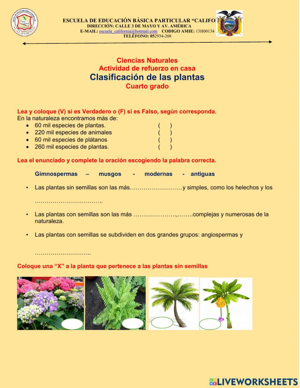 Clasificacion De Las Plantas Free Online Worksheet Live Worksheets Clasificacion De Las Plantas Free Online Worksheet Live Worksheets