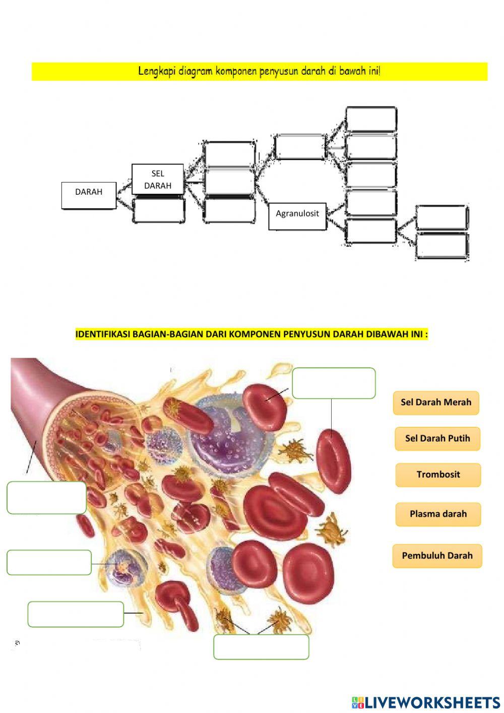 LKPD Komponen penyusun darah