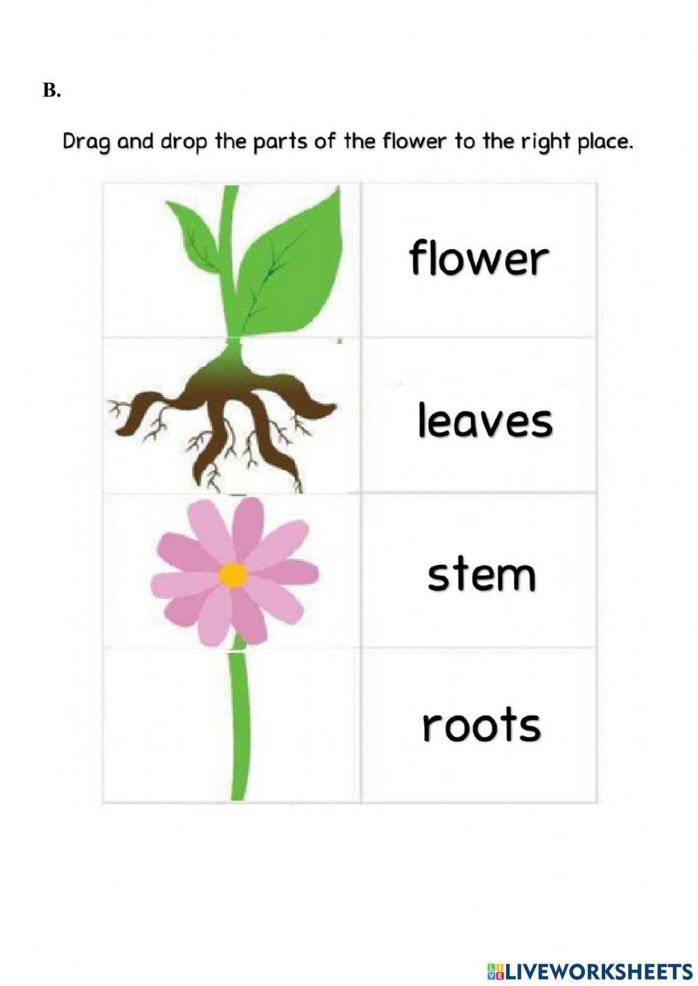 Grade 2 - English worksheet 3 - week 4