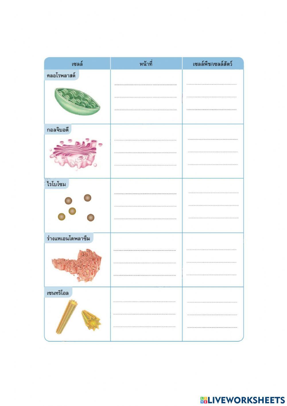 หน้าที่ส่วนประกอบของเซลล์