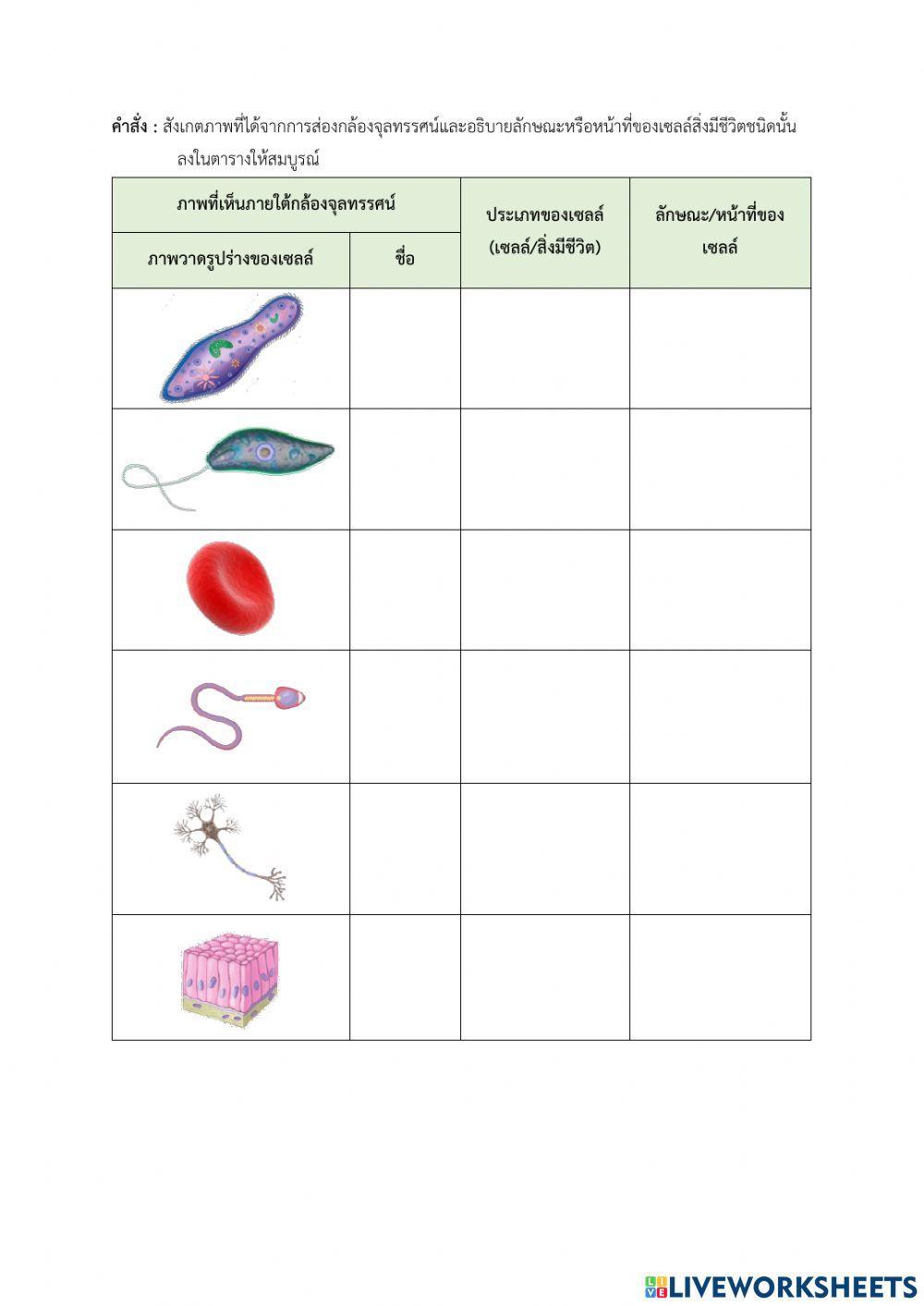 เซลล์ของสิ่งมีชีวิต