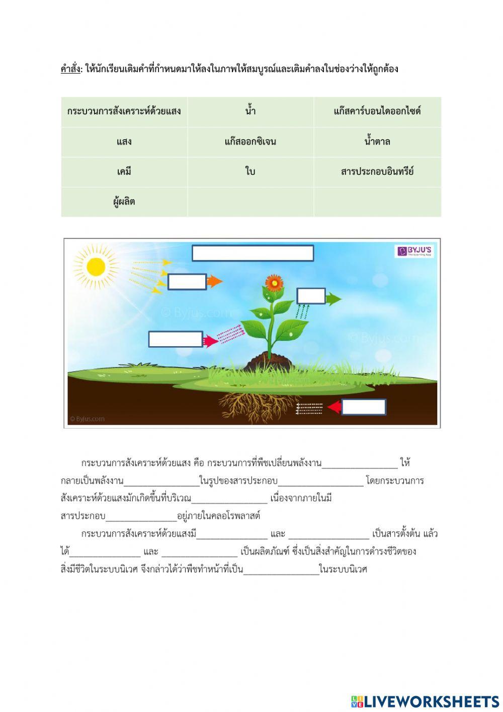 การสังเคราะห์ด้วยแสงของพืช