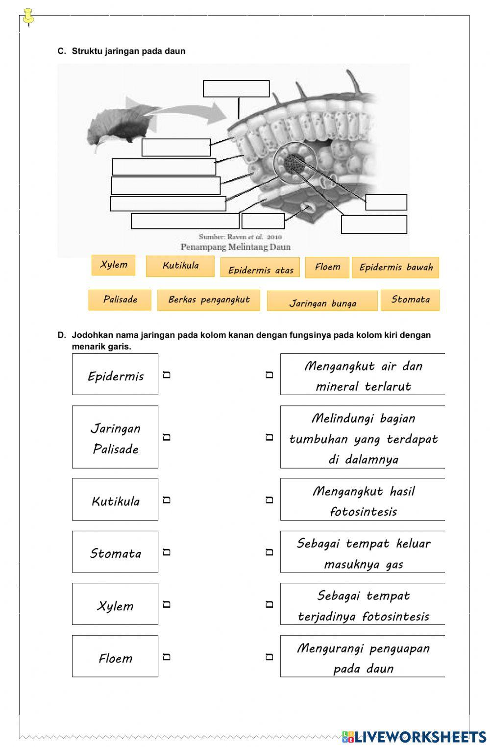 Struktur dan fungsi jaringan tumbuhan