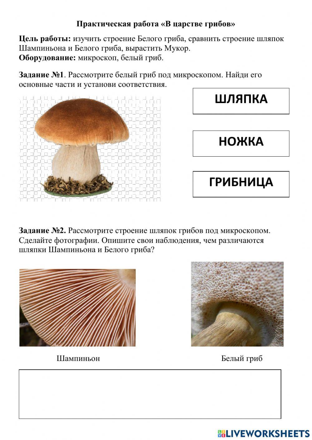 Готовый проект 3 класс строение грибов Грибы, их многообразие 1 класс презентация к уроку Окружающий мир скачать пр