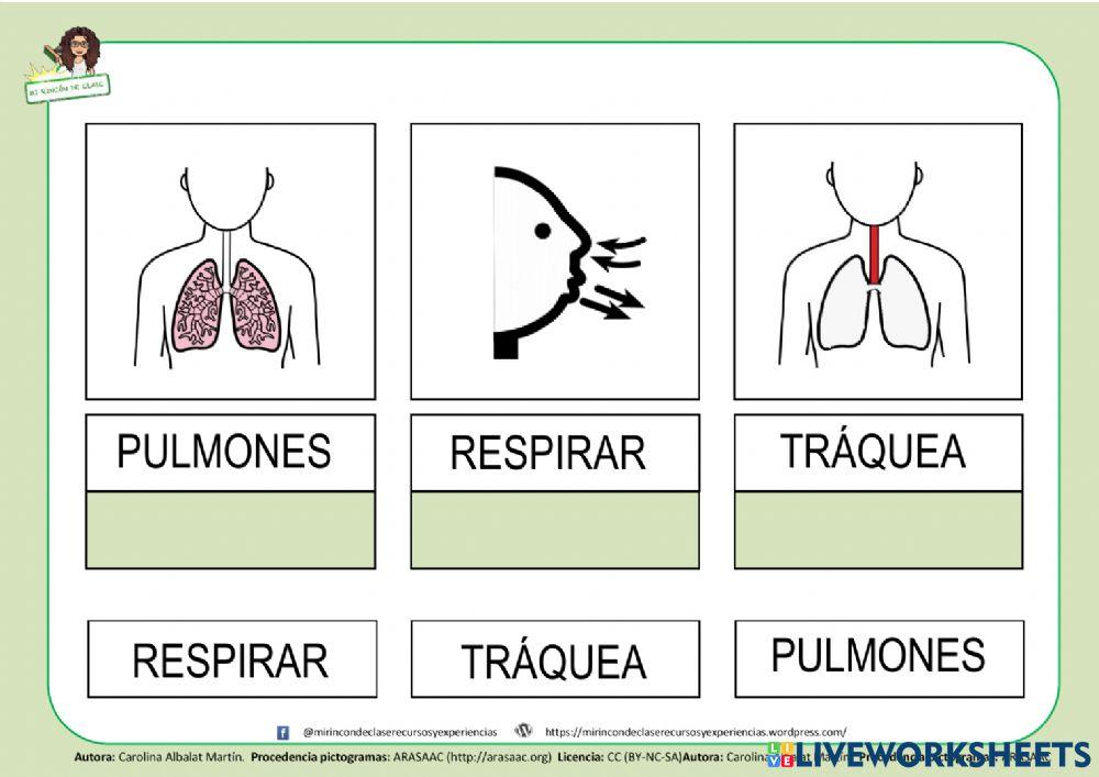Lectura de palabras: aparato respiratorio