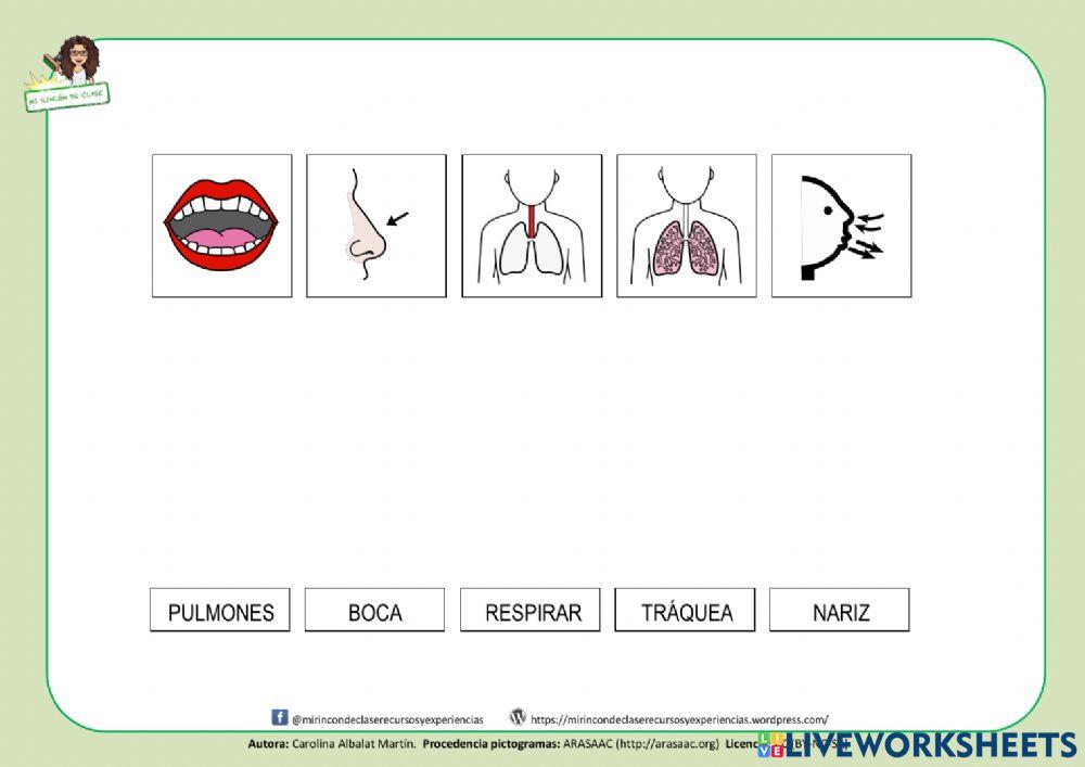 Lectura de palabras: aparato respiratorio