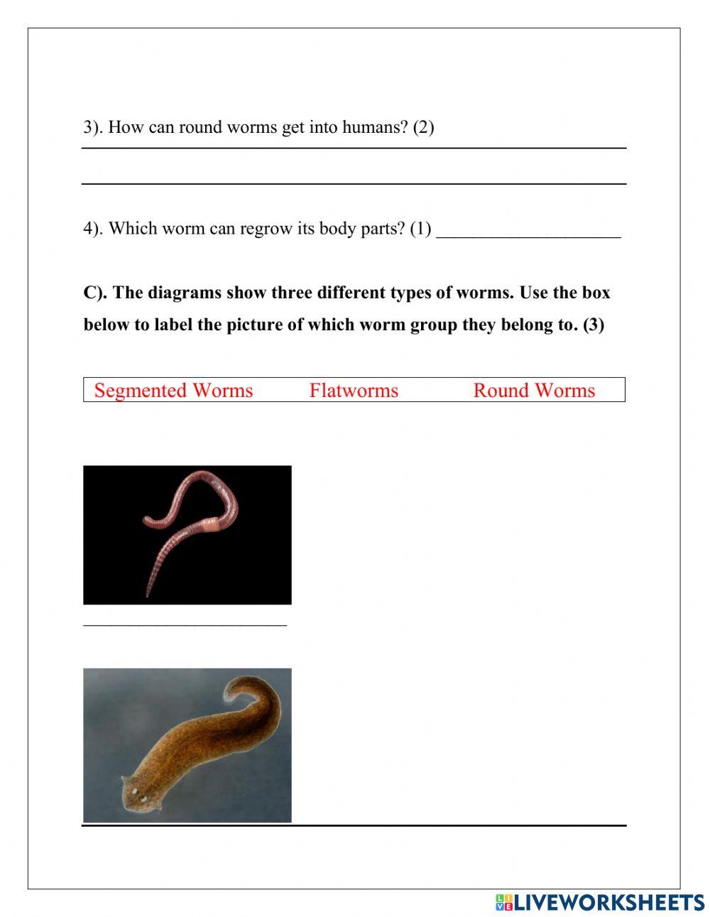 Invertebrates: Worms