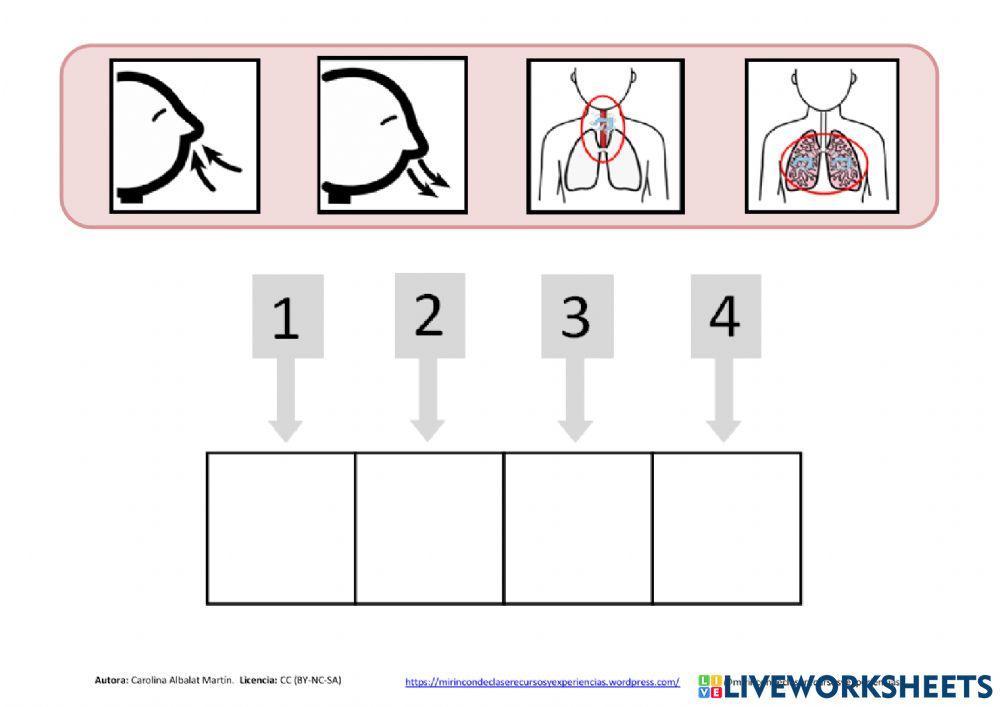 Aparato respiratorio: funcionamiento