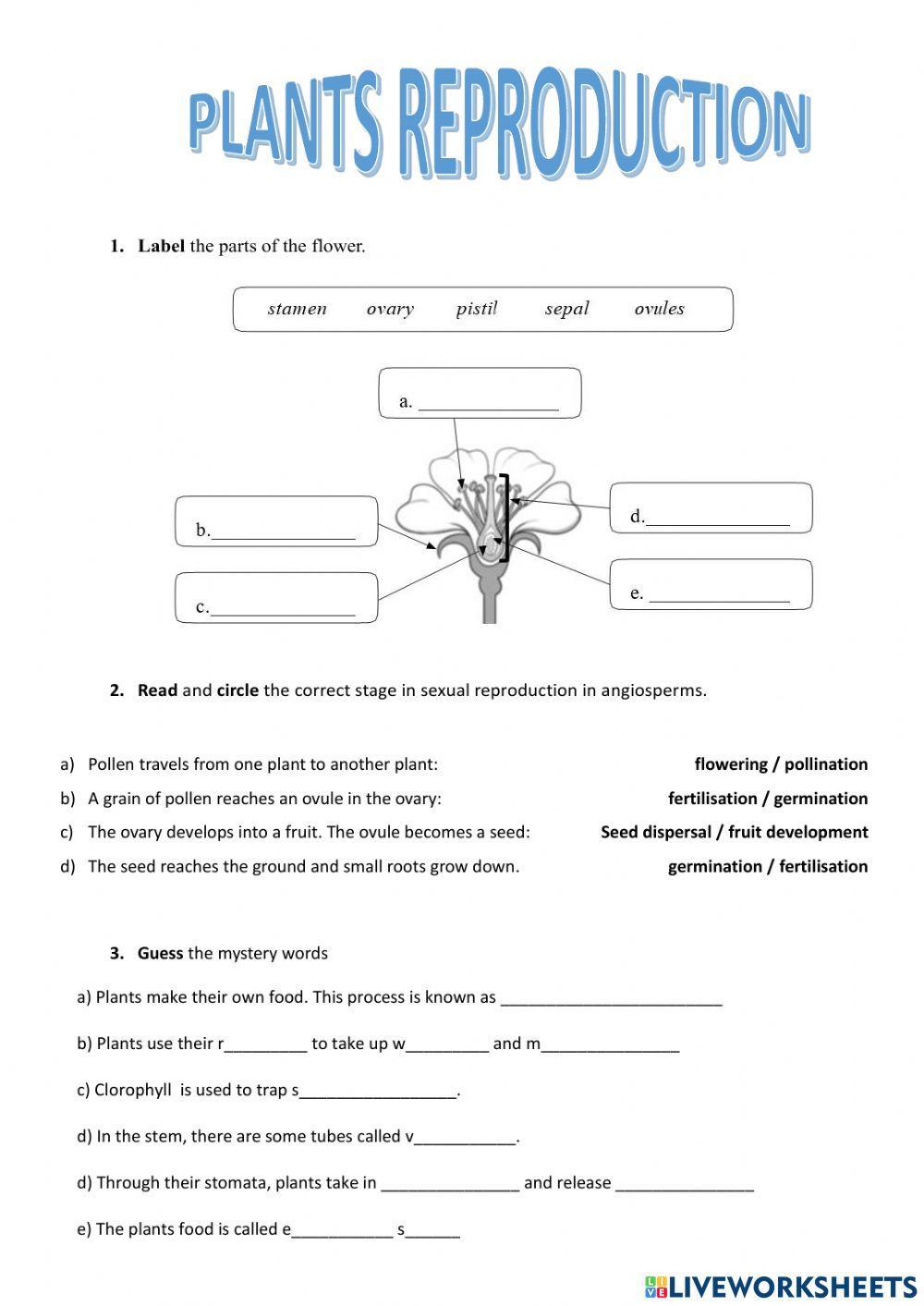 Plants Reproduction + photosynthesis