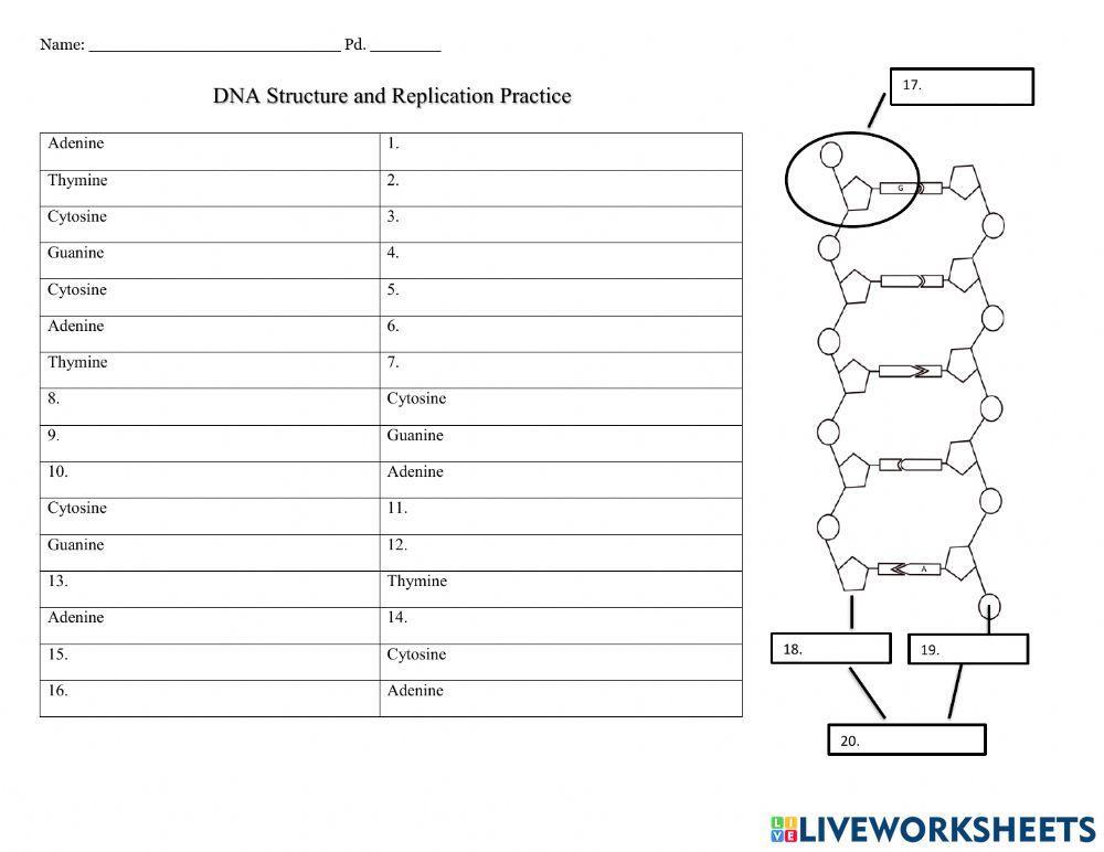 dna replication diagram worksheet