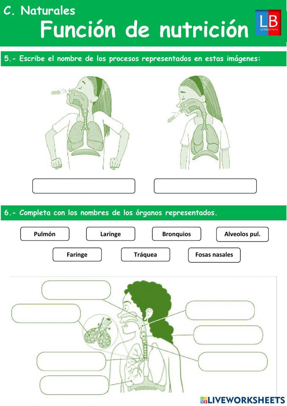 La función de nutrición La función de nutrición