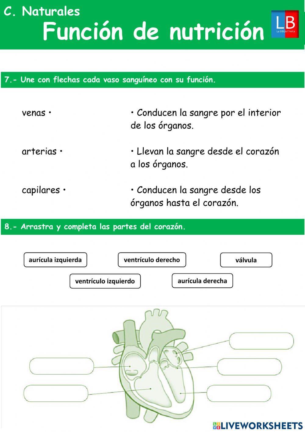 La función de nutrición La función de nutrición