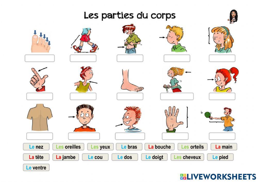 Les parties du corps