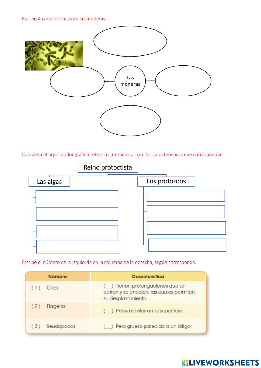 Clasificación de los seres vivos