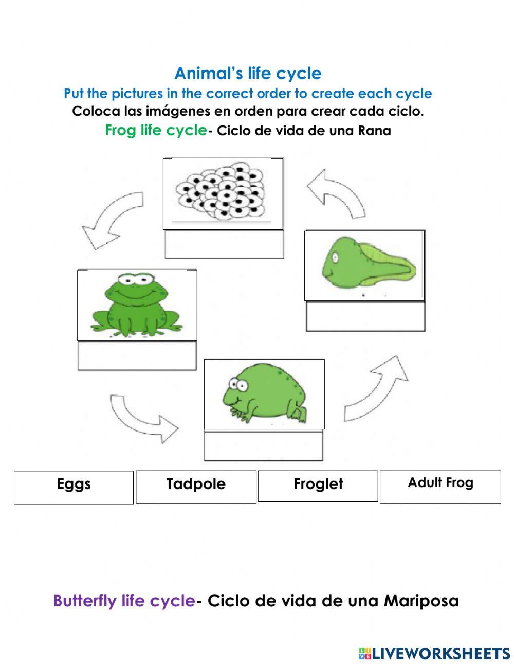 Animals life cycle