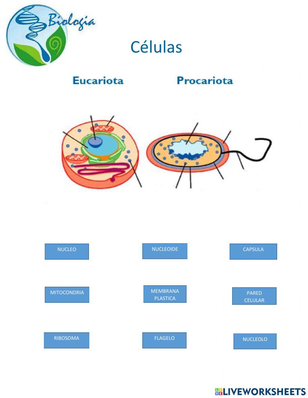 Celulas eucariotas y procariotas (sus partes)