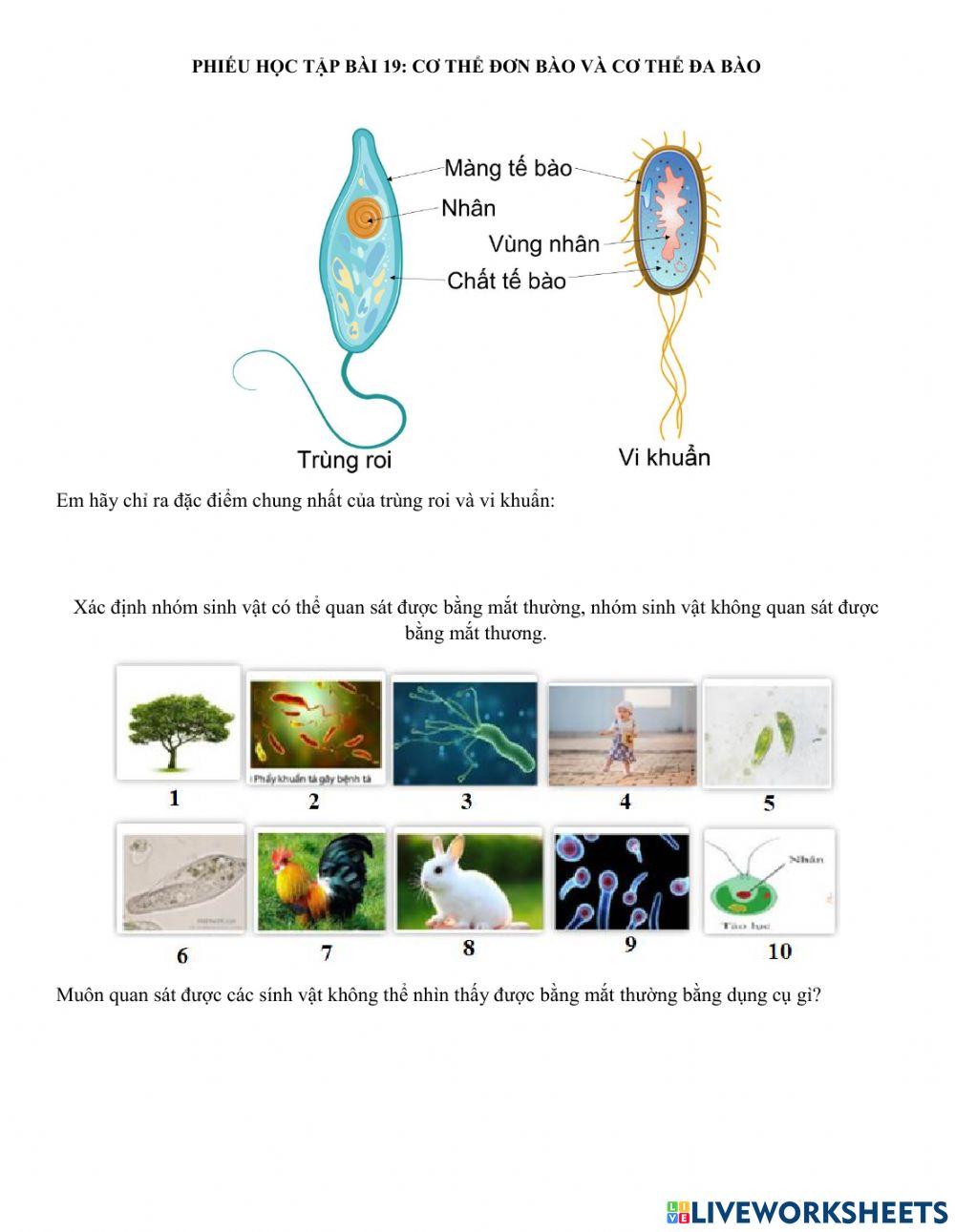 Phiếu học tập bài 19