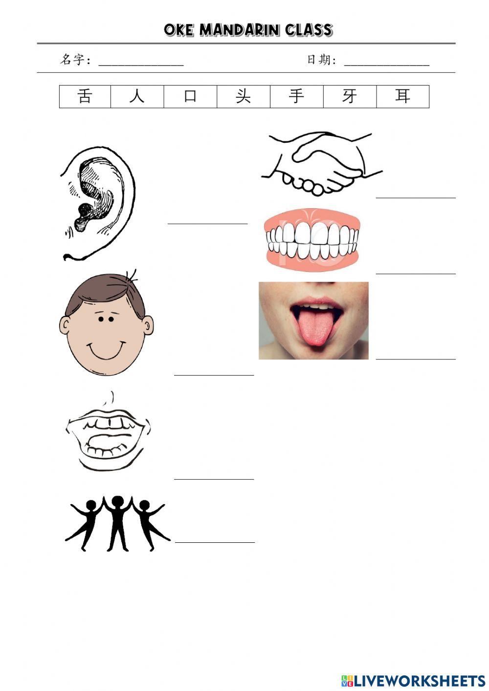 Bodyparts-1 身体部分