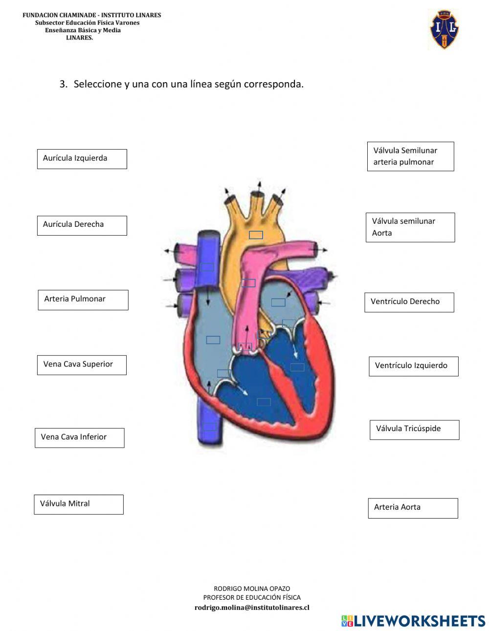 Anatomia del Corazón