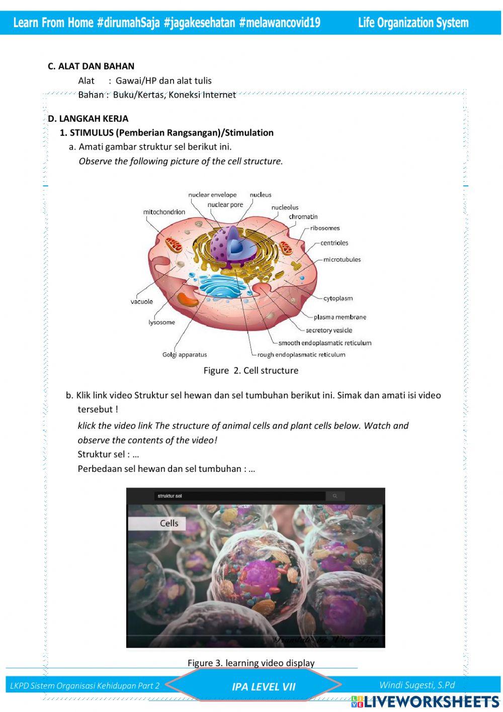 Cell Structure