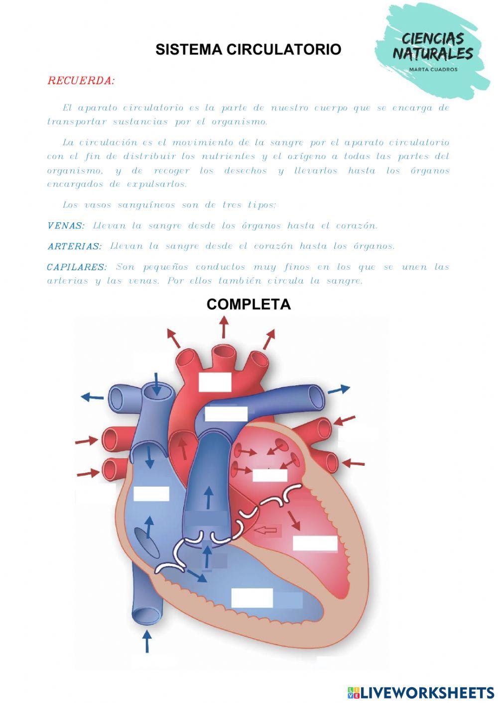 El corazón. Venas y arterias.