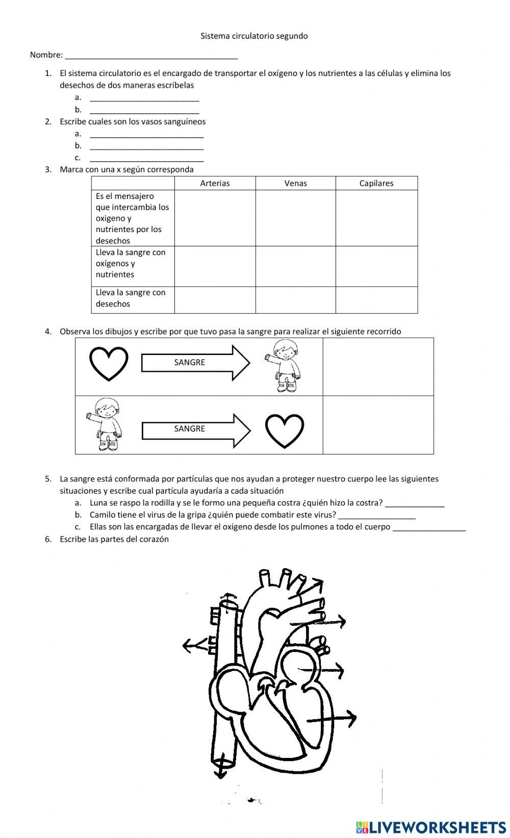 Sistema circulatorio
