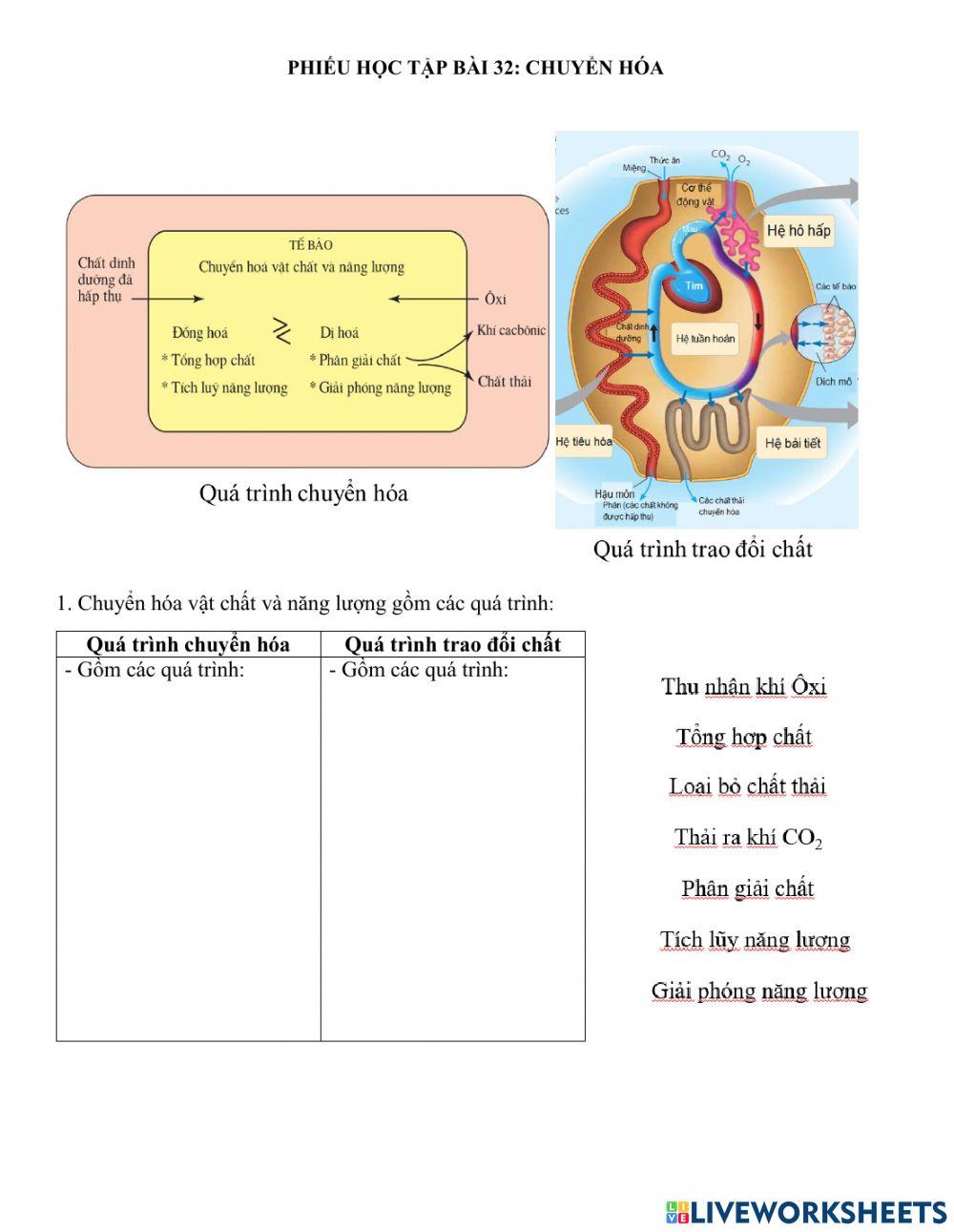 Phiếu học tập bài 32