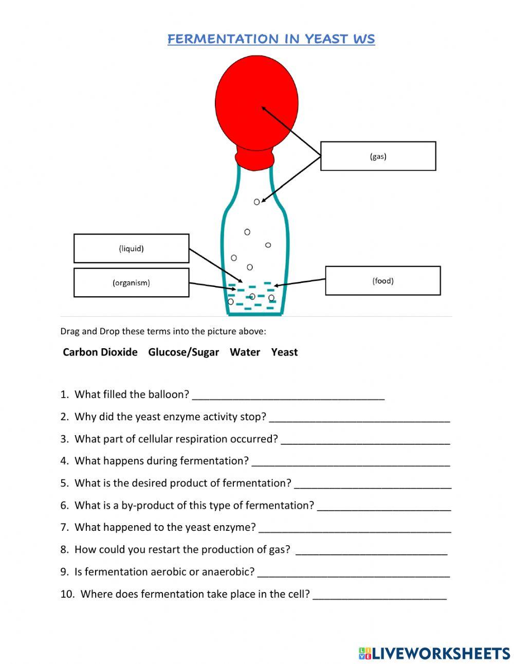 Alcoholic Fermentation In Yeast Lab