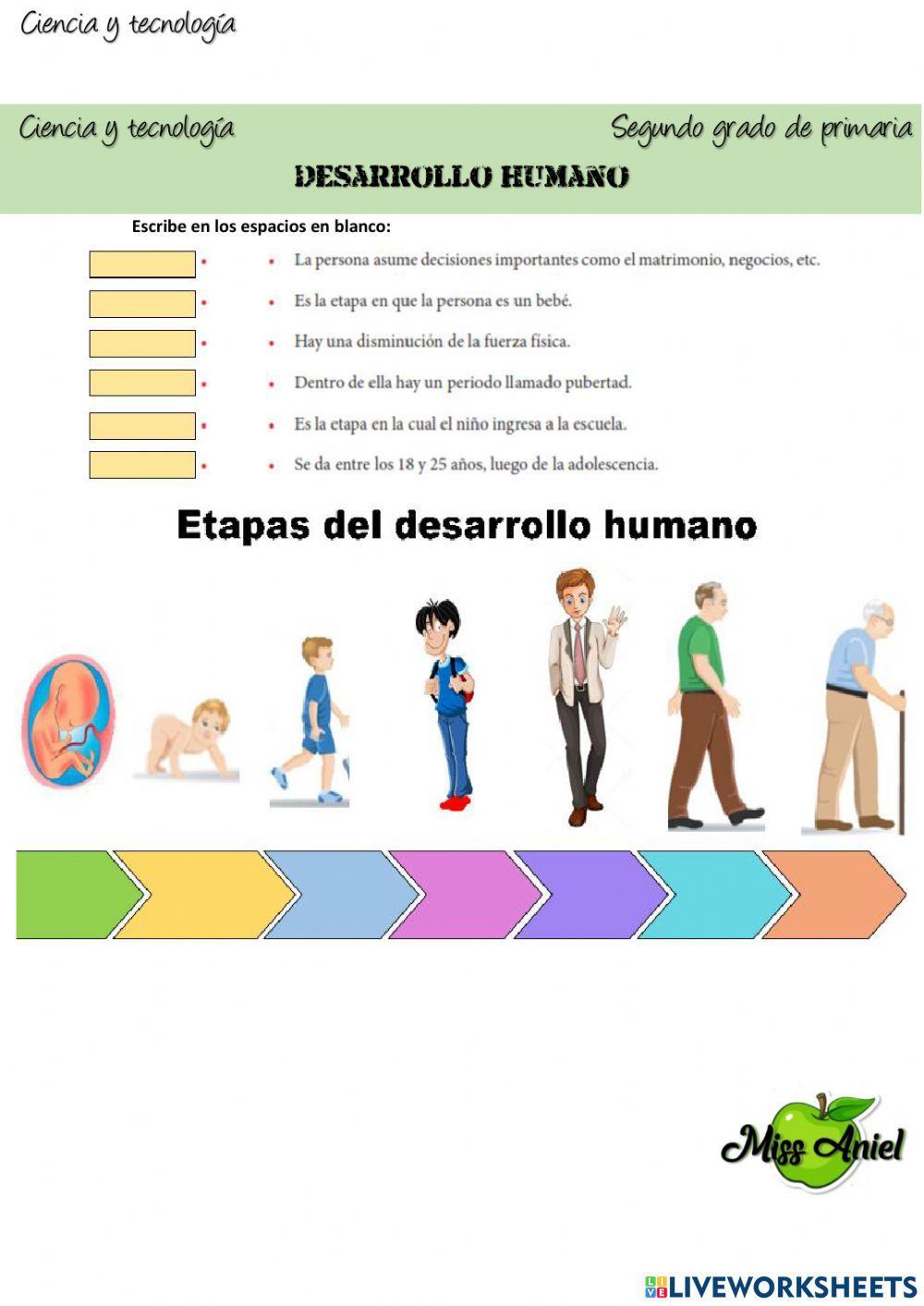 Etapas del desarrollo humano online pdf worksheet | Live Worksheets