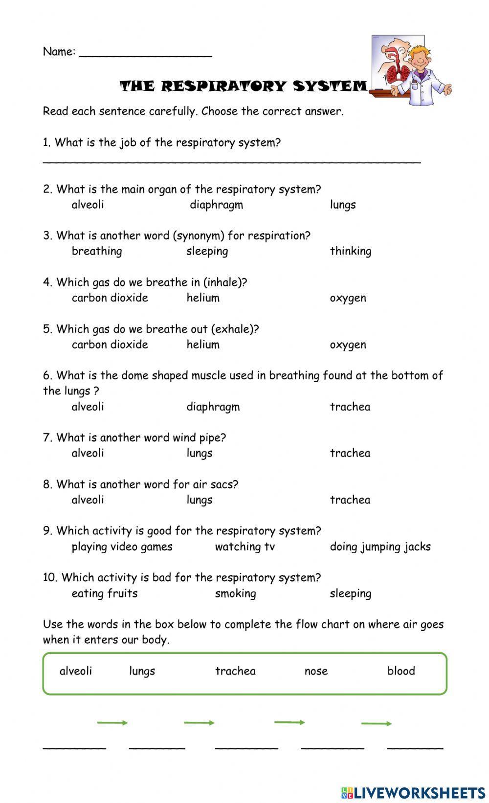 The Respiratory System