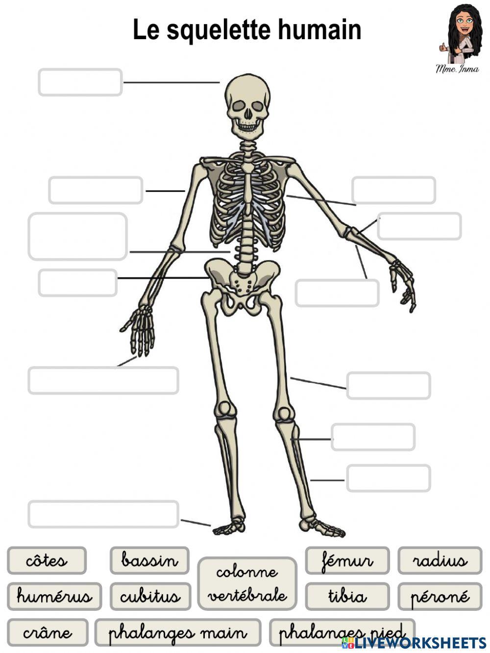 Ficha esqueleto - Fiche squelette