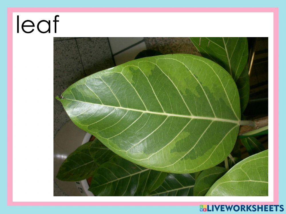 Listen and repeat: letter L-l