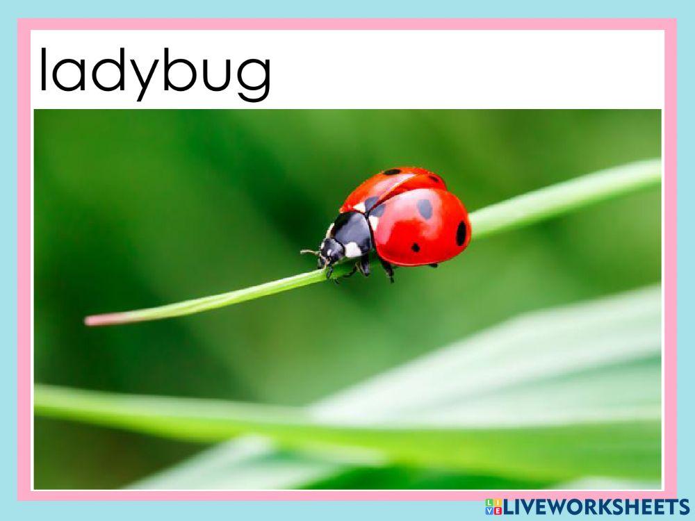 Listen and repeat: letter L-l