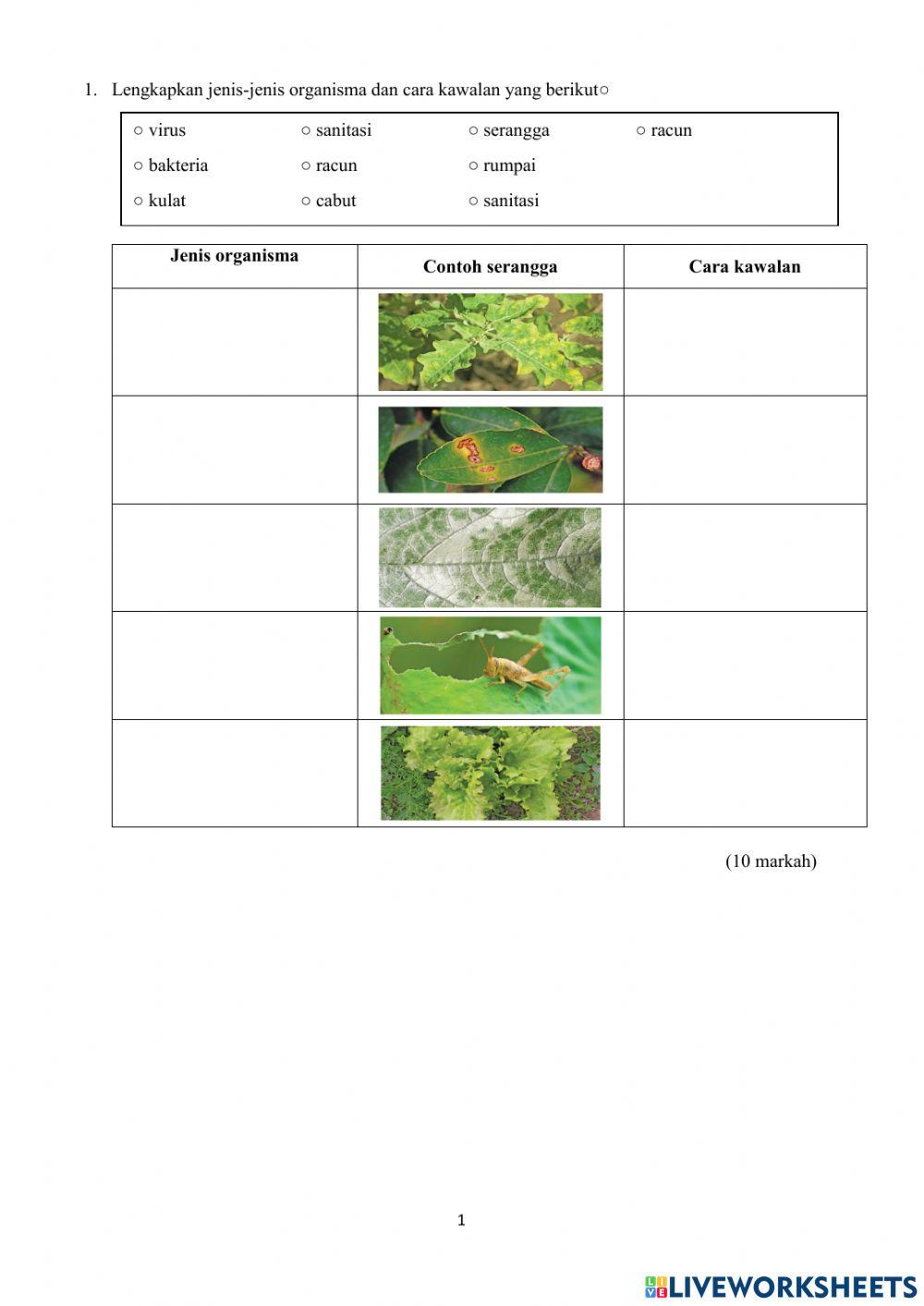 Serangga perosak dan cara mengatasi