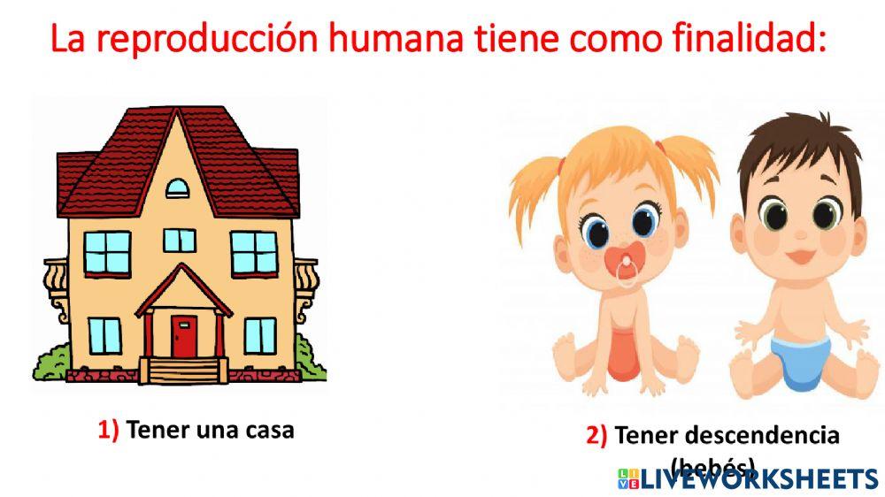 La reproducción humana