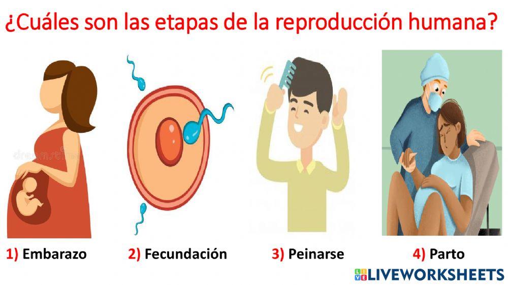 La reproducción humana