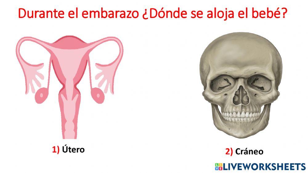 La reproducción humana