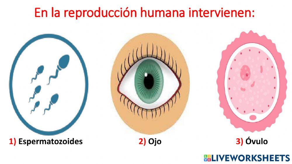 La reproducción humana
