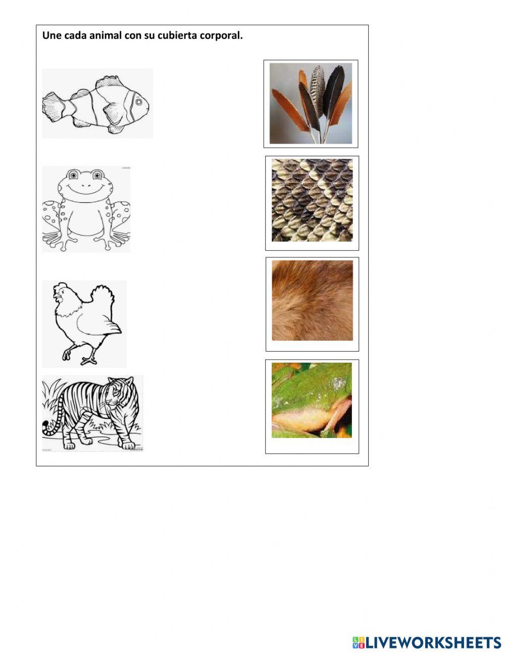 Cubierta y Desplazamiento