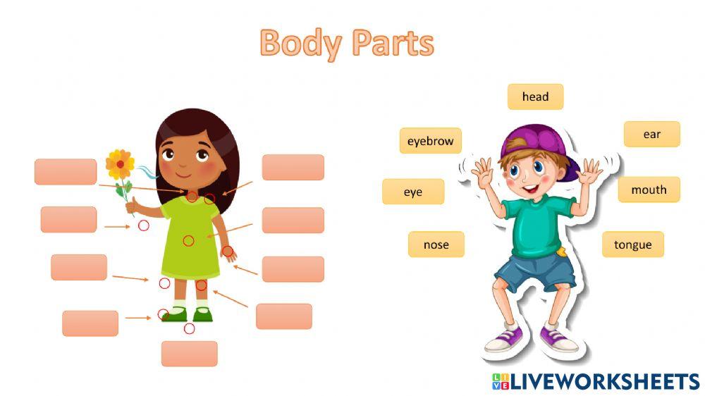 Body parts