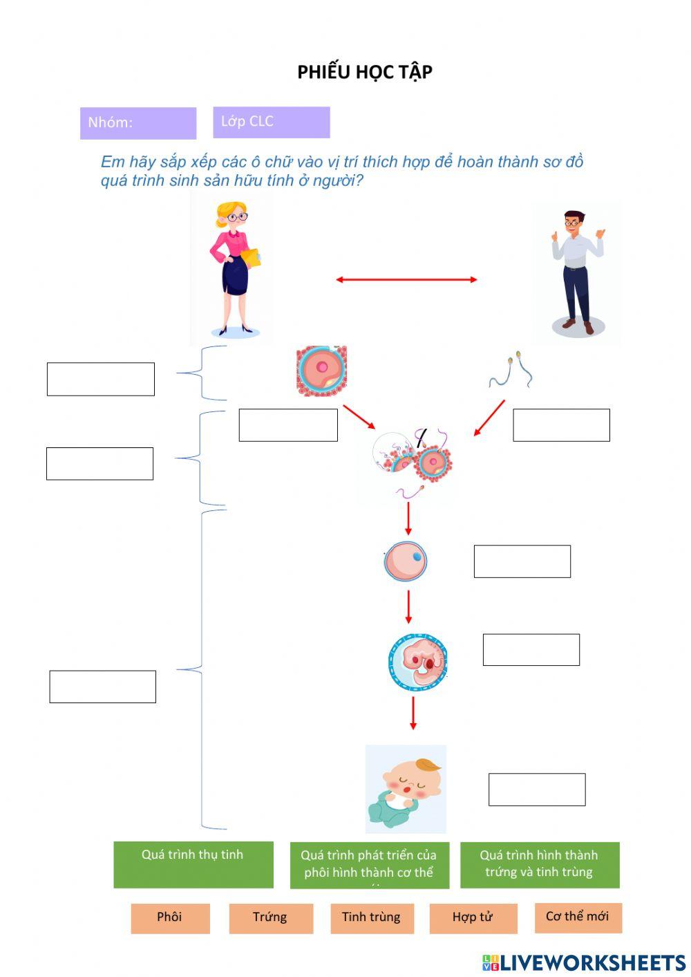 Quá trinh sinh sản hữu tính